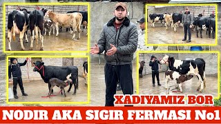 NODIR AKA 23 mln ONA BOLA XONADONBOB PULI YENGIL SIGIRLARI SOTUVGA CHIQDI. XADYAMIZ BUZOQCHA BERILAD