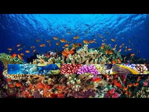Video: Recif de corali. Marele recif de corali. Lumea subacvatică a recifelor de corali