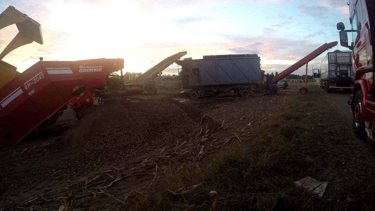 Aardappeloogst Rotscheweg Escharen Noord Brabant