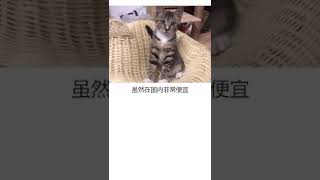 China's cute little animals lihua cat