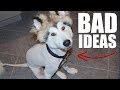 5 Mistakes Almost ALL Husky Owners Make!