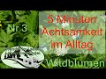 5 Minuten Achtsamkeit Nr. 3 - Wildblumen