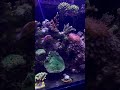 Coral Reef Fantasy 🪸 #coralreef #reeflife #reef2reef #marineaquarium #saltwateraquarium #aquarium