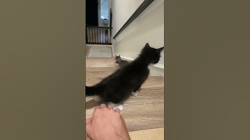 😹 Catnip Craziness: Cats Gone Wild!