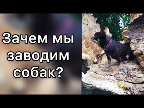 ЗАЧЕМ ЛЮДИ ЗАВОДЯТ СОБАК?