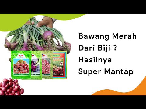 Video: Apa perbedaan bawang merah dan kuning?