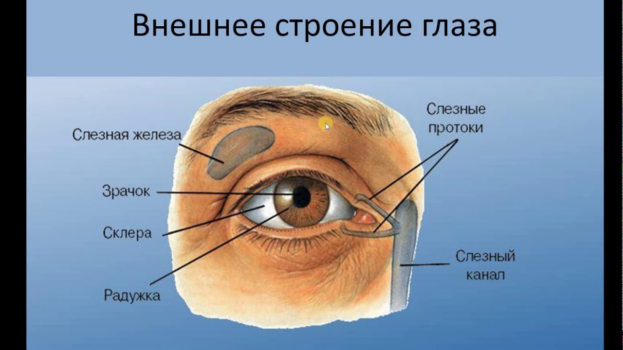 Глаза являются органом человека. Строение глаза спереди. Анатомия глаза человека внешнее. Наружное строение глаза. Внешнее строение глаза.