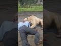 Savage Lion Attack Turns Brutal in Seconds 😱 Unbelievable Wild Moment #shorts #gaming #viral
