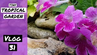 Vlog 31 - Tiny Tropical Garden UK
