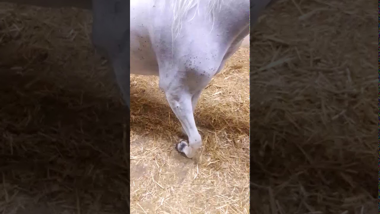 Horse shoulder joint fracture YouTube