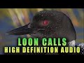 Common Loon Calls In High Definition Audio Part 1 Best Loon Call Sounds On YouTube 