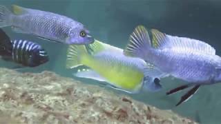 Diving in Lake Malawi