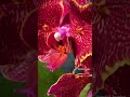 Phal. Cherry Bomb ES-2 от Yaphon 🍒💣 Третье цветение красной орхидеи бабочки Черри Бомб ЕС-2 ❤️