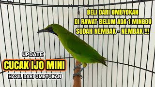 PERAWATAN CUCAK IJO MINI BAHAN CEPAT JINAK & RAJIN BUNYI !!! 🐦