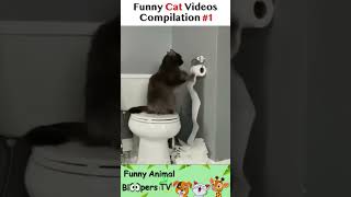 Funny Cat Videos 2023 ? Funniest Animals Videos ?? FABTV SHORTS 2