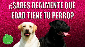 ¿Cuál es la edad máxima de los perros?