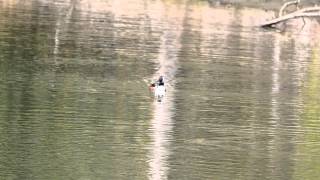 Hooded Merganser Swimming 2