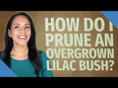 Video: Lilac Tree vs Lilac Bush - Perbedaan Antara Pohon Lilac Dan Semak Lilac