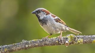 10 Hours | The song of the House Sparrow - Background sounds for studying or relaxation.