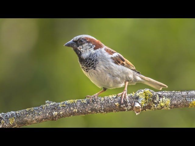 10 Hours | The song of the House Sparrow - Background sounds for studying or relaxation. class=