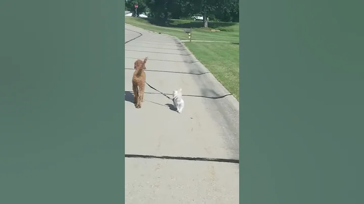 Big dog taking charge!