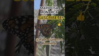 Insect #parquelasheras #comuna14 #mariposas #danausplexippus #monarca #insect #acacia #nature