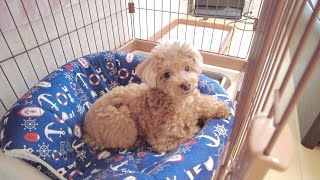 パパが起きてこないと分かるとさっさと二度寝する犬が可愛いw【トイプードル】
