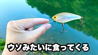 釣ってないはずが mqdefault.jpg