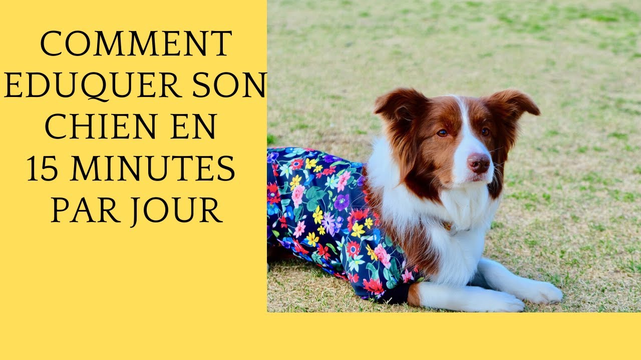 Dressez Votre Chien En 15 Minutes Par Jour