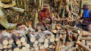 How I Grow Bamboo for Harvesting Shoots 🌿 | Simple Village Farming Life