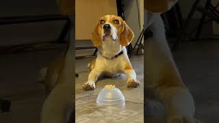 Common self  control #dog #beagle #beaglesofyoutube #happythebeagle