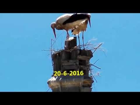 Video: Nido de cigüeña. ¿Dónde y cómo construyen sus nidos las cigüeñas?