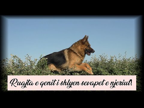 Video: Si Të Shlyeni Të Arkëtueshmet