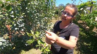 HOS   European Pear   Blister Mite & Leaf Curling Midge