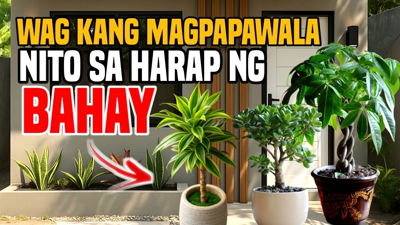 ITO PALA ANG MGA HALAMANG PANGTABOY NG NEGATIBONG ENERGY SA PINTO!