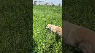 Пойдем Гулять? С Катей Розенрейн