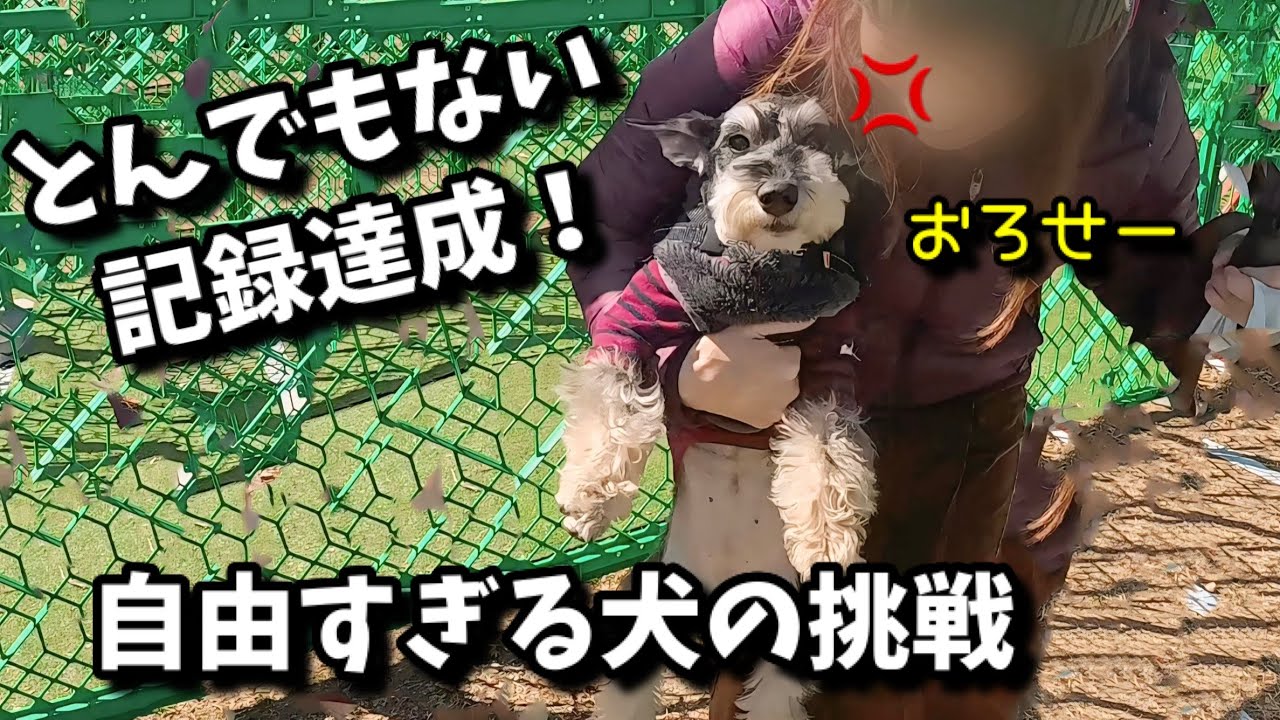 【爆笑】シュナフェスでとんでもない記録をたたき出した犬がコチラ
