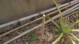 20160228 パイナップル苗の地植えをさらに追加