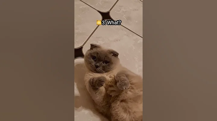 Watch the video about How to make my cat stand up #mongdrei #funny #cutecat #scottishfold #catlover #fyp #neko #shorts