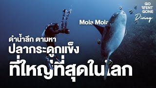 ดำน้ำ ตามหา ปลากระดูกแข็งที่ใหญ่ที่สุดในโลก ปลา Mola Mola เกาะบาหลี อินโดนีเซีย | Go Went Gone