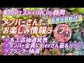 【多肉植物】お楽しみ情報ライブ！
