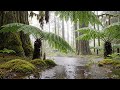 Lluvia en la Selva Valdiviana (Relaxing Music)