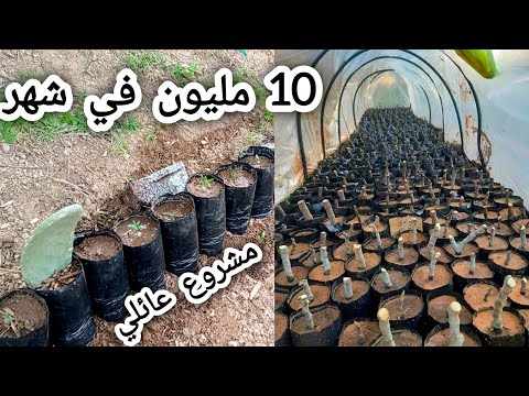 إربح 10 ملايين في الشهر مشروع عائلي مربح للشباب مشروع التشتيل