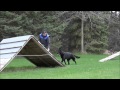Sasha (German Shepherd Dog) Boot Camp Dog Training Video Sasha (German Shepherd Dog) Boot Camp Dog Training Video