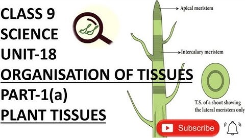 CLASS 9 SCIENCE UNIT-18 ORGANISATION OF TISSUES PART-1(a) PLANT TISSUES