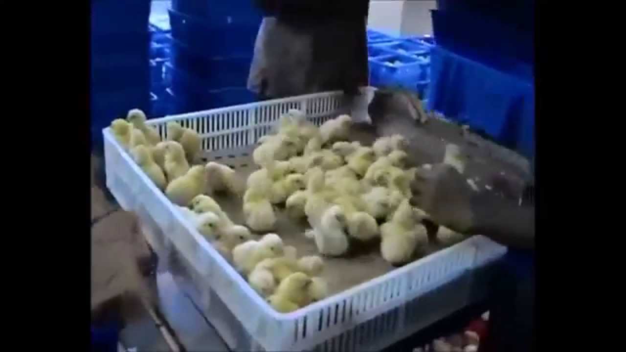 Cruelty behind eggs & chicken meat [India] YouTube