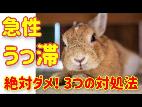 うさぎの急性うっ滞【やってはいけない3つの対処法】#58　うさぎの病気 Vol.22