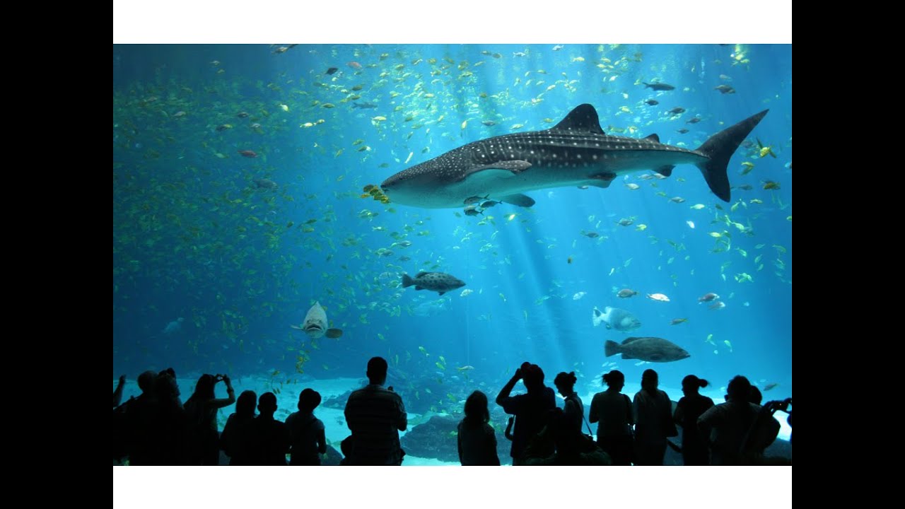 Top 10 Most Amazing Aquariums in the World YouTube