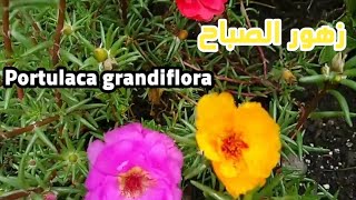 زهرة الصباح // رجلة الزهور//Portulaca Grandiflora