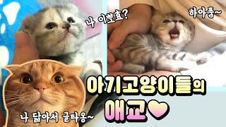 (ENG sub) The cute actions of a kitten ❤ Bad Video on Heart  [Benny Family]
